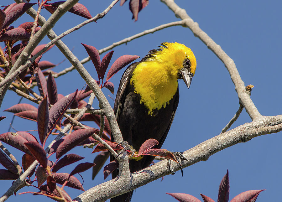 Yellow Headed Blackbird 3 Photograph by Rick Mosher