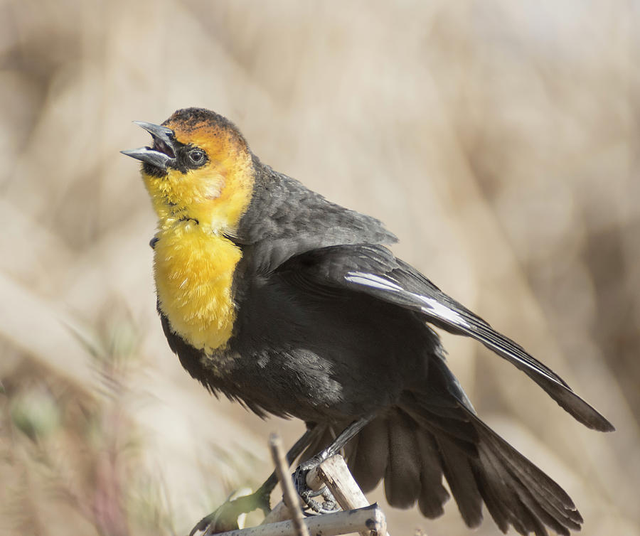 Yellow Headed Blackbird 4 Photograph by Rick Mosher