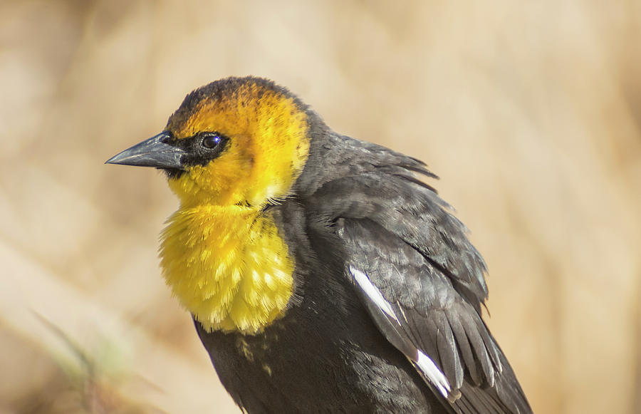 Yellow headed Blackbird 5 Photograph by Rick Mosher