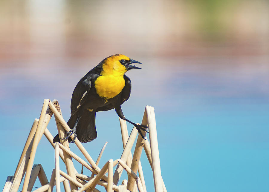 Yellow headed Blackbird 6 Photograph by Rick Mosher
