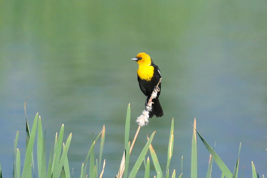 Yellow headed Blackbird Photograph by Alan Lenk