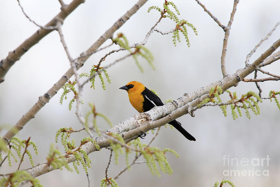 Yellow Headed Blackbird Photograph by Alyce Taylor