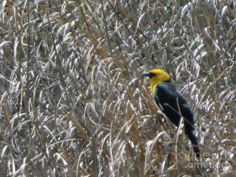 Yellow Headed Blackbird Photograph by Cindy Murphy - NightVisions