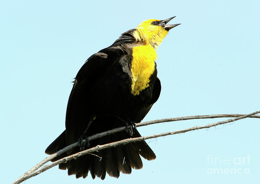 Yellow Headed Blackbird Photograph by Dennis Hammer