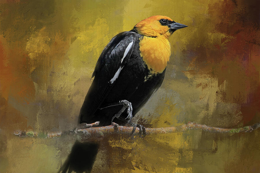 Blackbird Photograph - Yellow-headed Blackbird by Donna Kennedy