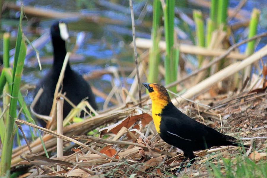 Yellow Headed Blackbird Photograph by Douglas Miller