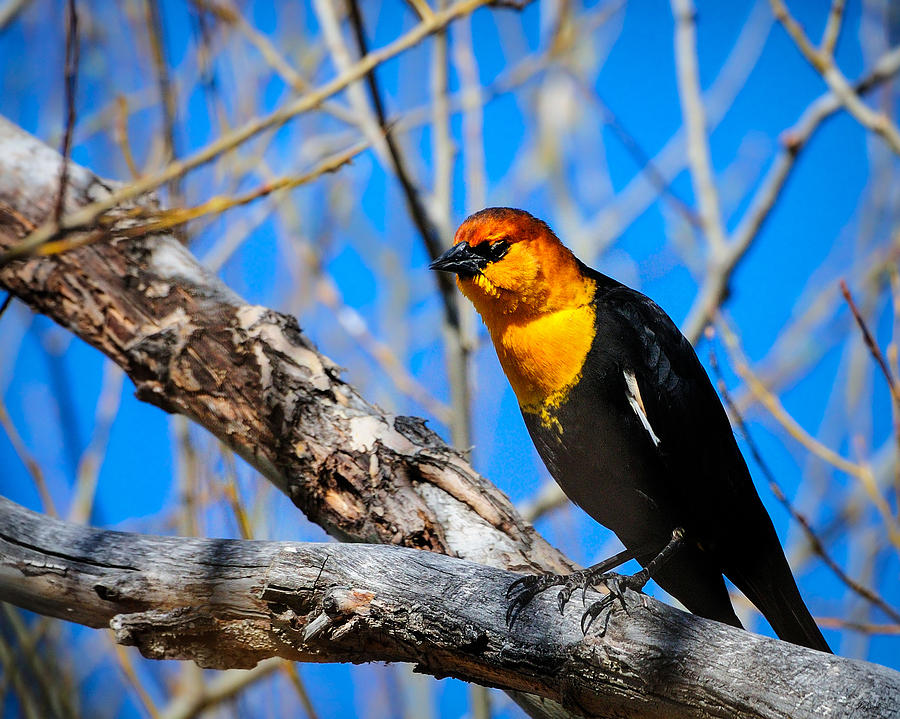 Yellow-Headed Blackbird Photograph by Greg Norrell