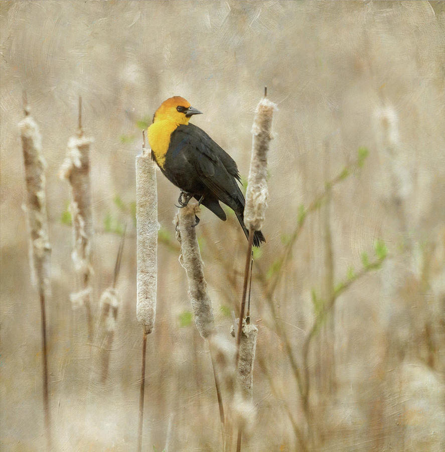 Yellow-Headed Blackbird in the Cat Tails Photograph by Angie Vogel