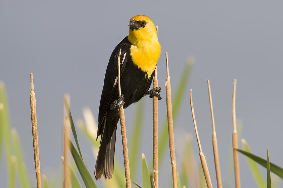 Yellow Headed Blackbird Photograph by Jim E Johnson