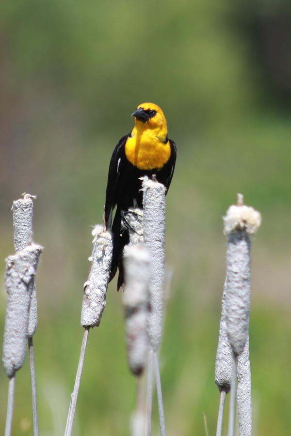 Nature Photograph - Yellow-Headed Blackbird by Karon Melillo DeVega