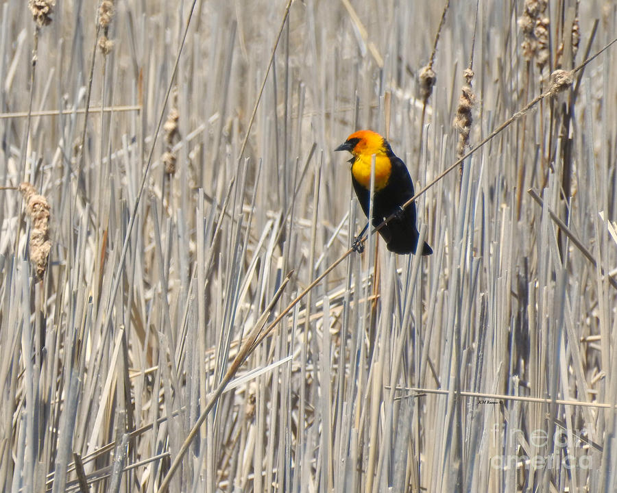 Yellow-headed Blackbird Photograph by Kathy M Krause