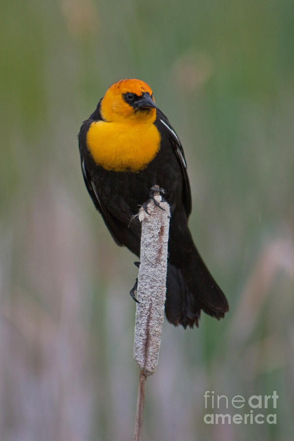 Yellow-headed Blackbird Photograph by Katie LaSalle-Lowery