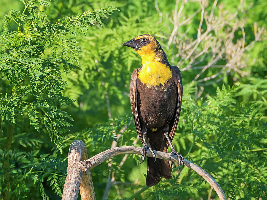 Yellow Headed Blackbird Photograph by Loree Johnson