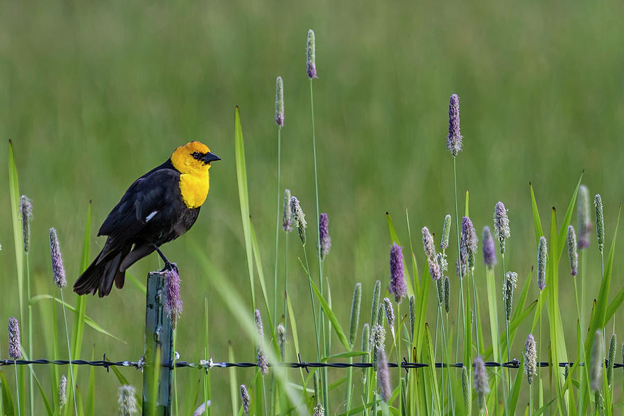 Yellow-Headed Blackbird, No. 1 Photograph by Belinda Greb