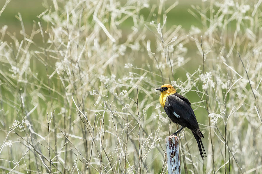 Yellow-headed Blackbird, No. 2 Photograph by Belinda Greb