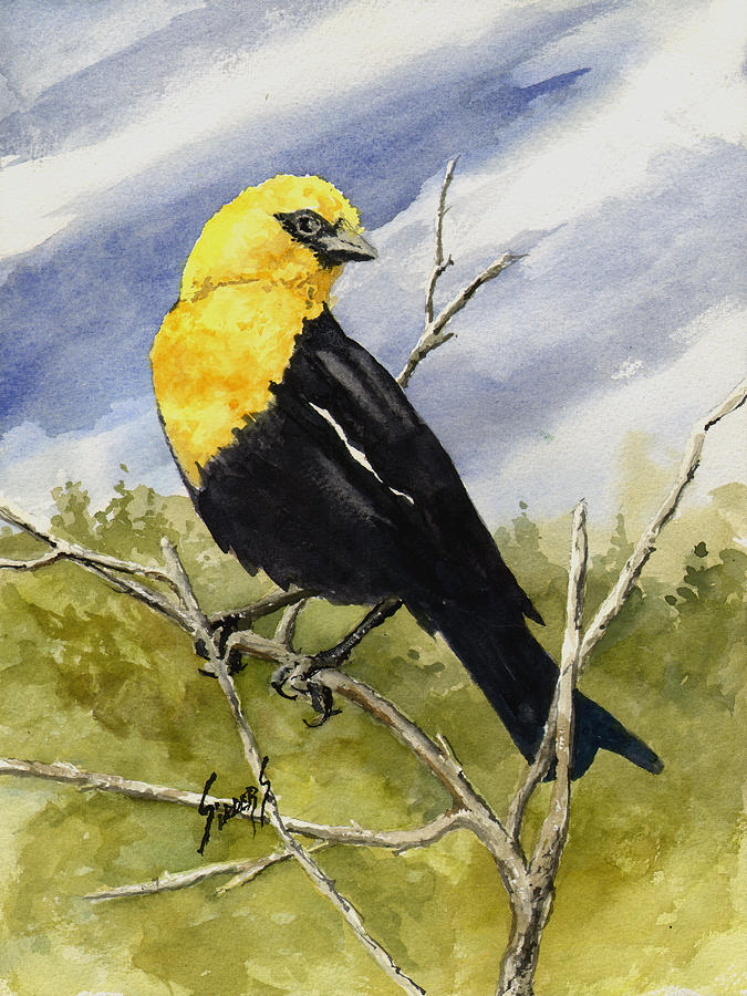 Blackbird Painting - Yellow-Headed Blackbird by Sam Sidders
