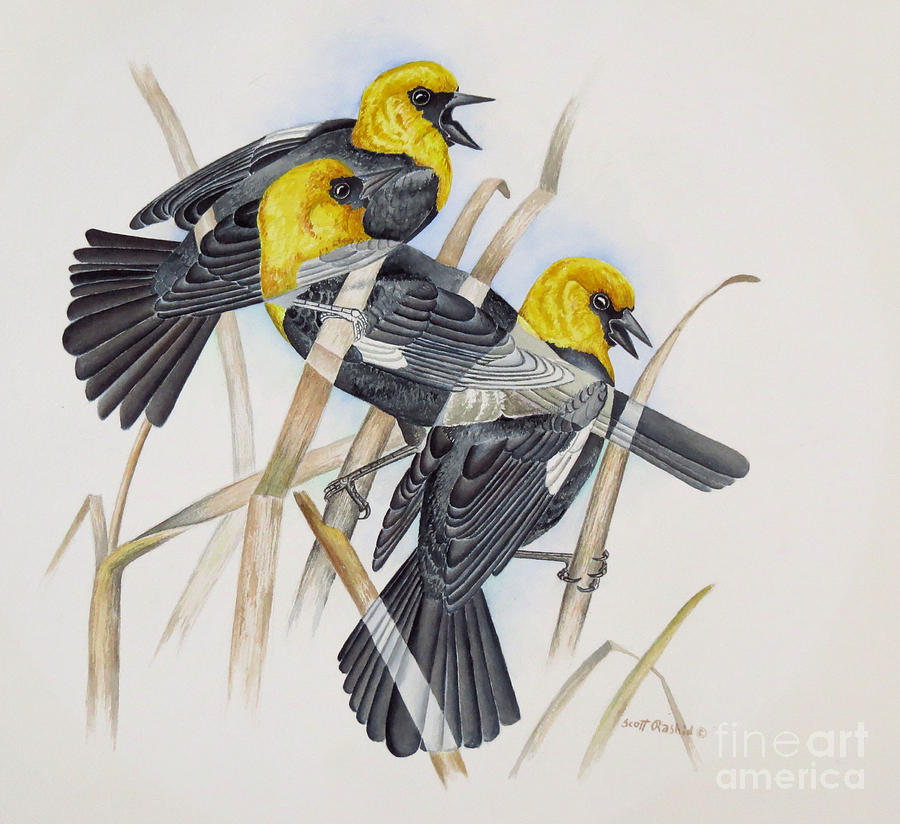 Blackbird Painting - Yellow-headed Blackbird by Scott Rashid