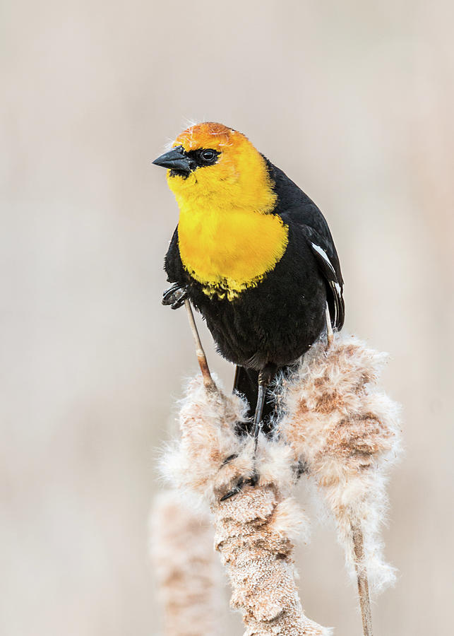 Yellow Headed Blackbird #4 Photograph by Patti Deters