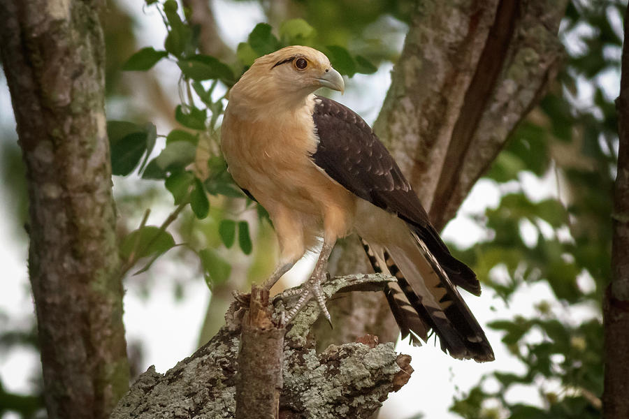 Yellow Headed Caracara Guarinocito Caldas Colombia Photograph by Adam ...