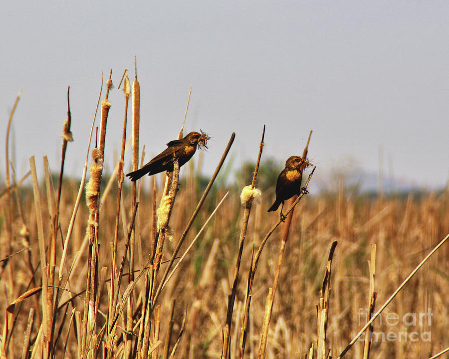 Yellow-Headed Female Blackbirds Photograph by Don Siebel