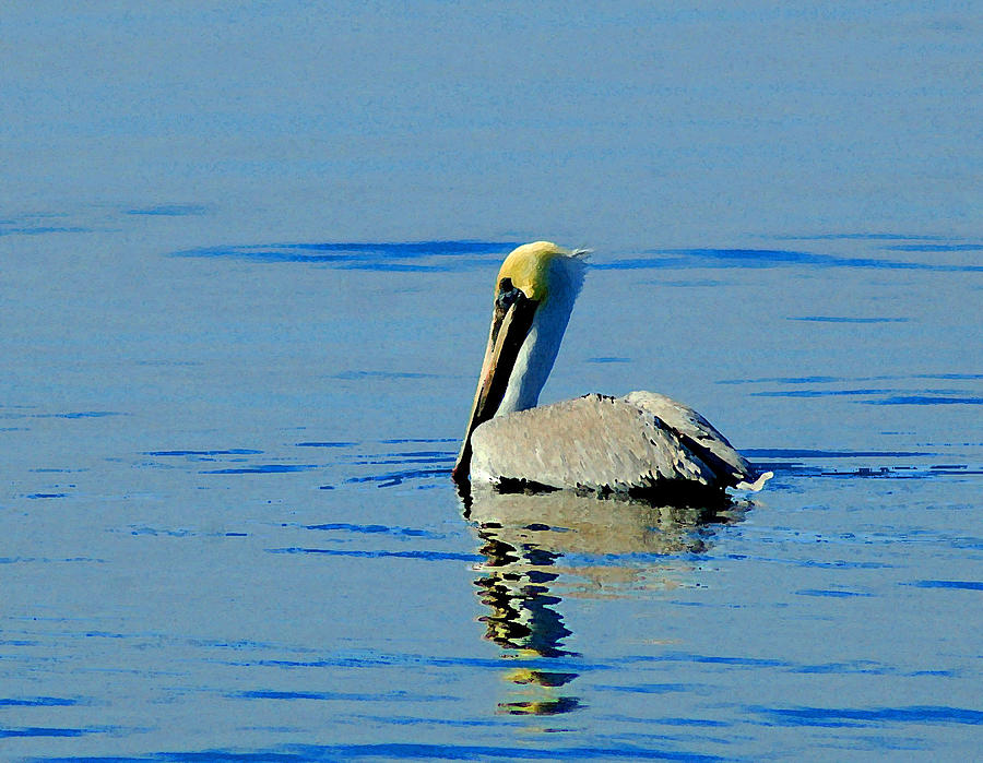 Yellow Headed Pelican Painting by Michael Thomas