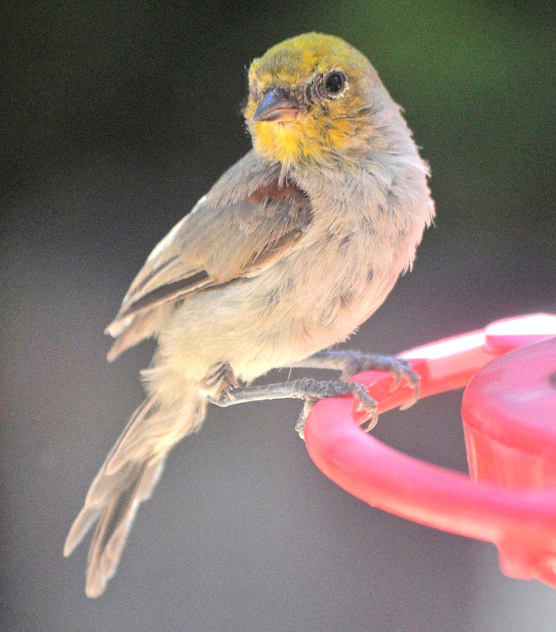 Yellow Headed Verdin Warbler On Feeder Perch Photograph by Jay Milo ...