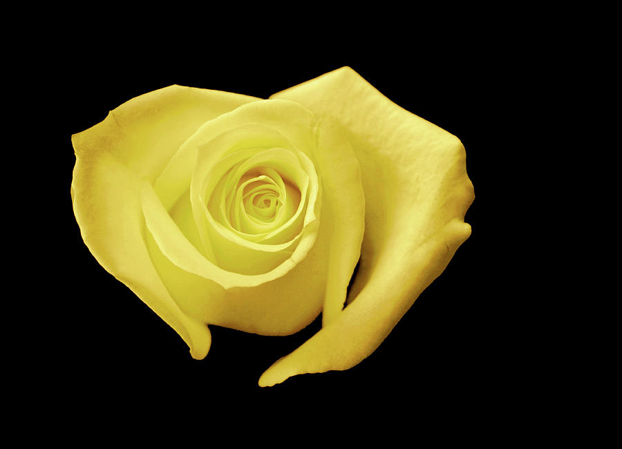 Nature Photograph - Yellow Heart-Shaped Rose by Glennis Siverson