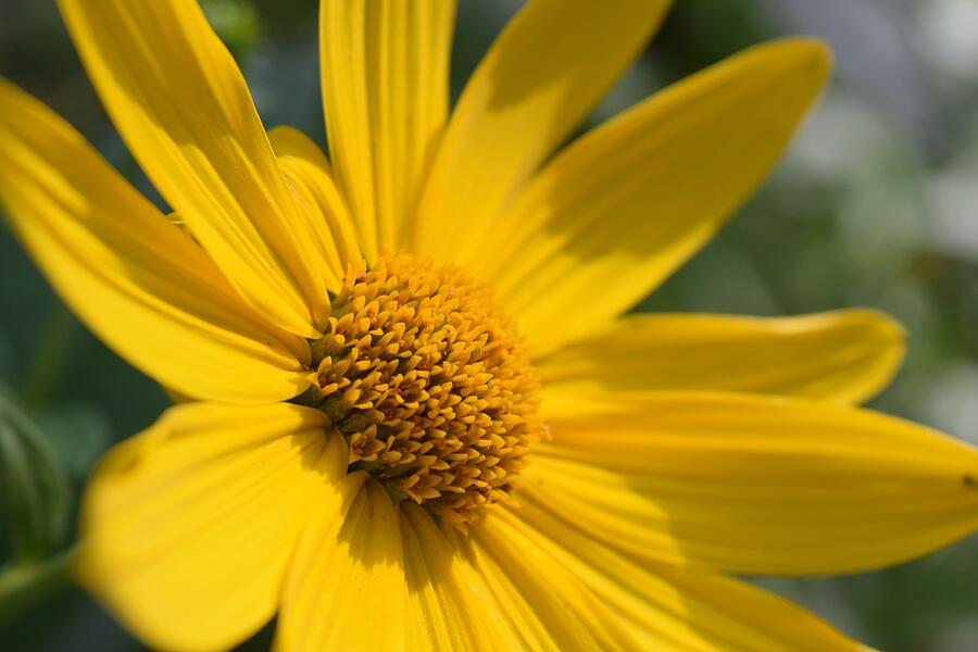 Yellow Tickseed Sunflower Photograph by Heather Fallot