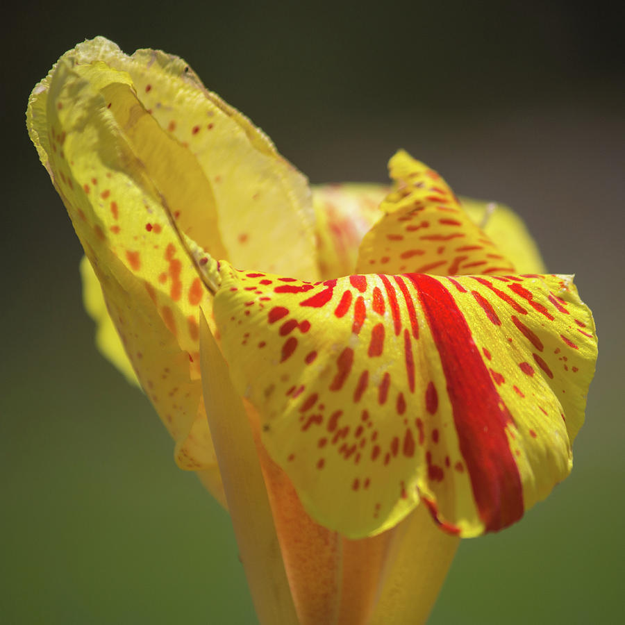 Yellow Heirloom Canna 1x1 Photograph by Anthony Evans - Pixels