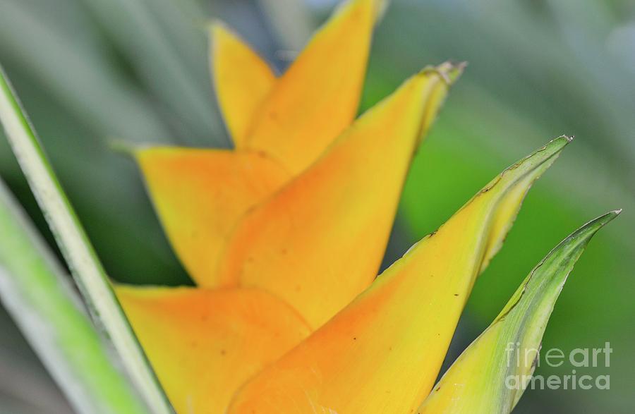 Flower Photograph - Yellow Heliconia by D Davila