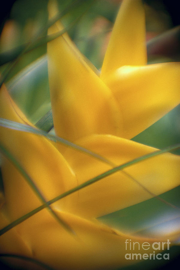 Yellow Heliconia Photograph by Joe Carini - Printscapes