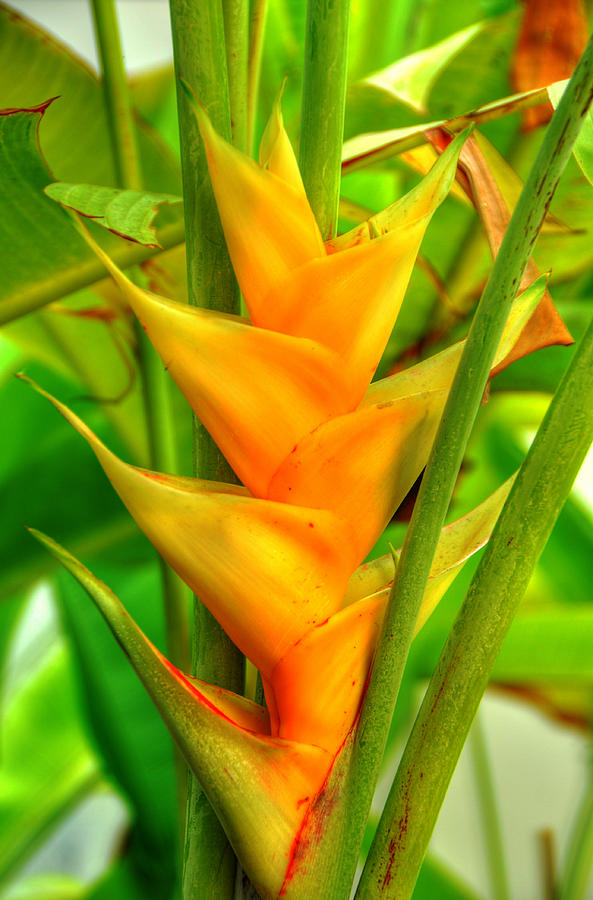 Yellow Heliconia Photograph by Kelly Wade