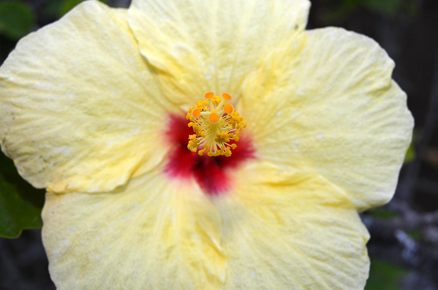 Yellow Red Hibiscus 1 Photograph by Amy Fose