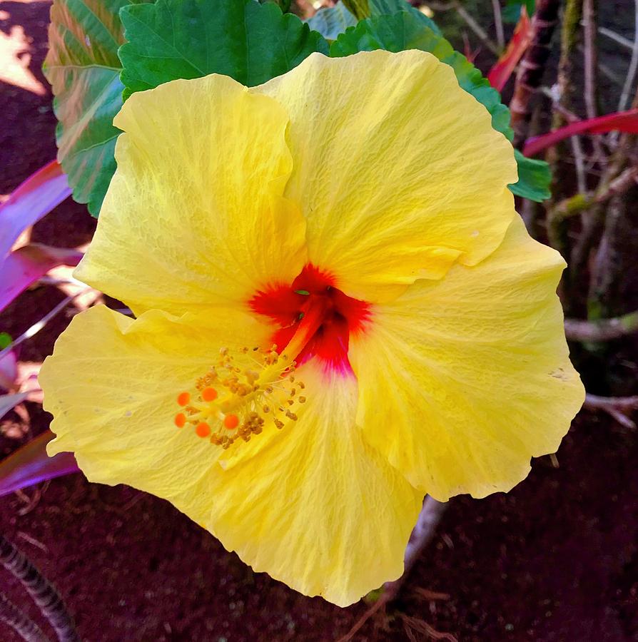Yellow Hibiscus Aloha  Photograph by Joalene Young