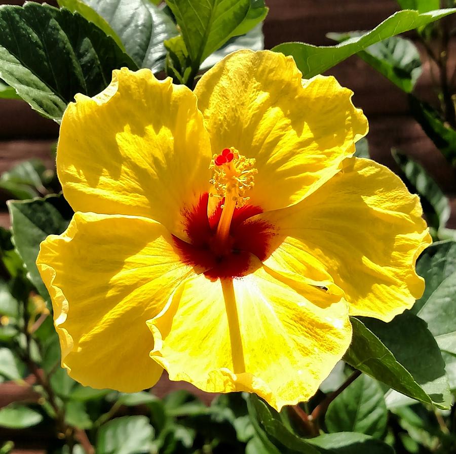 Yellow Hibiscus Photograph by Amanda Myers - Fine Art America