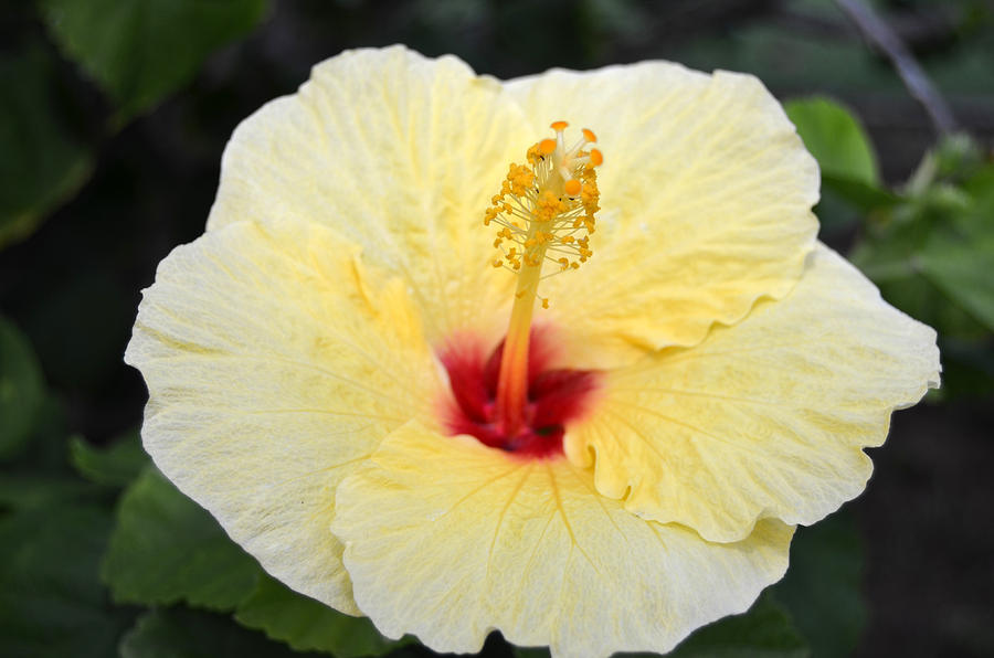 Yellow Red Hibiscus Photograph by Amy Fose