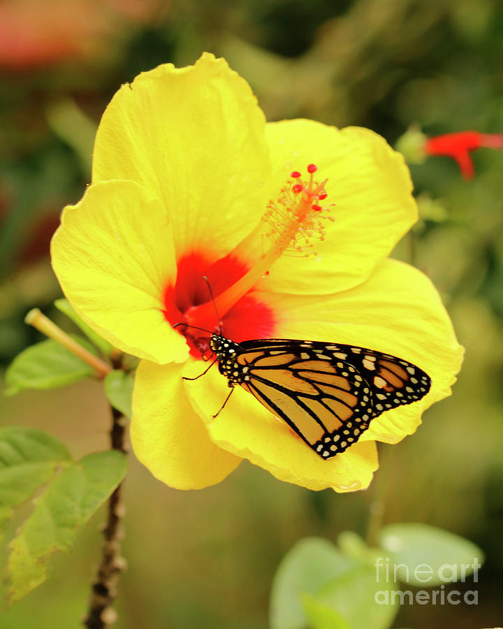 Yellow Hibiscus and Butterfly Photograph by Luana K Perez