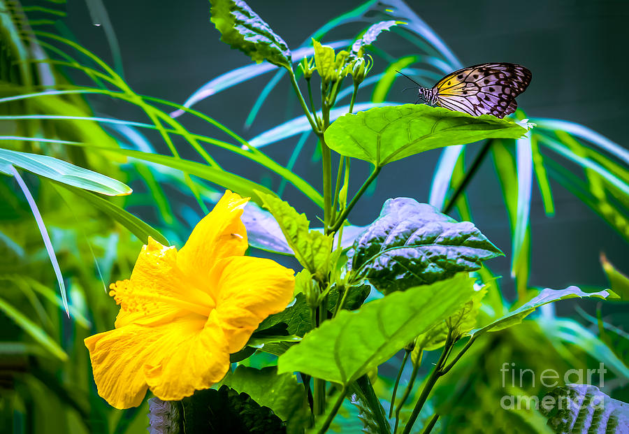 Yellow hibiscus and monarch butterfly Photograph by Claudia M Photography