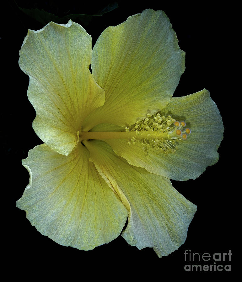 Yellow Hibiscus Photograph by Barry Bohn