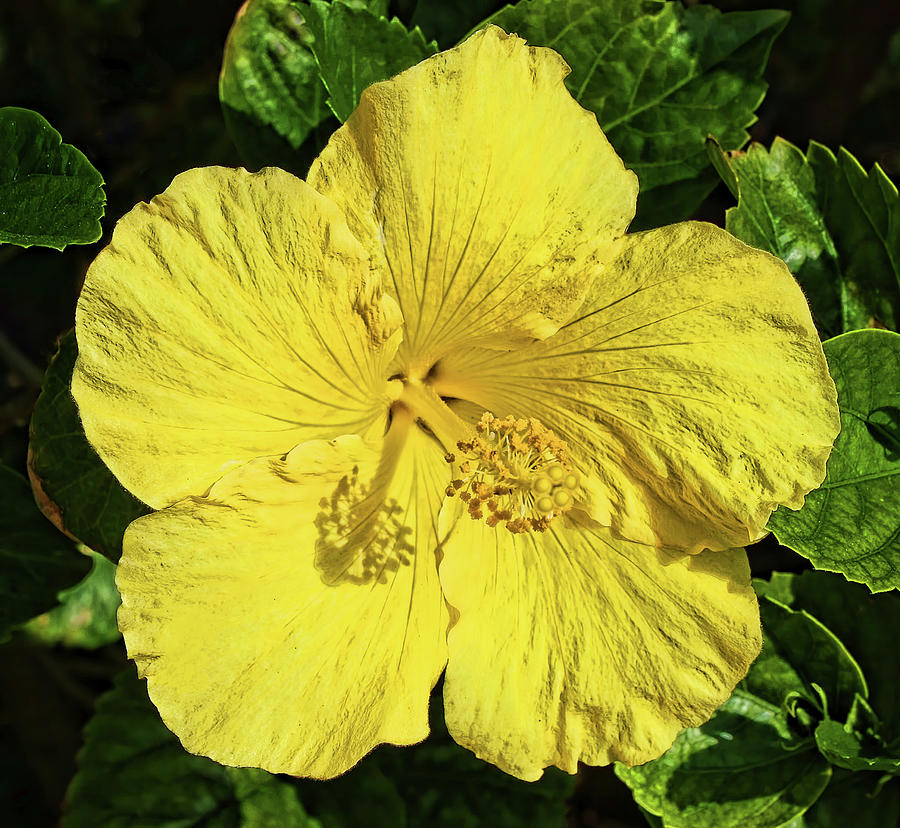 Yellow Hibiscus Blossom Photograph by HH Photography of Florida