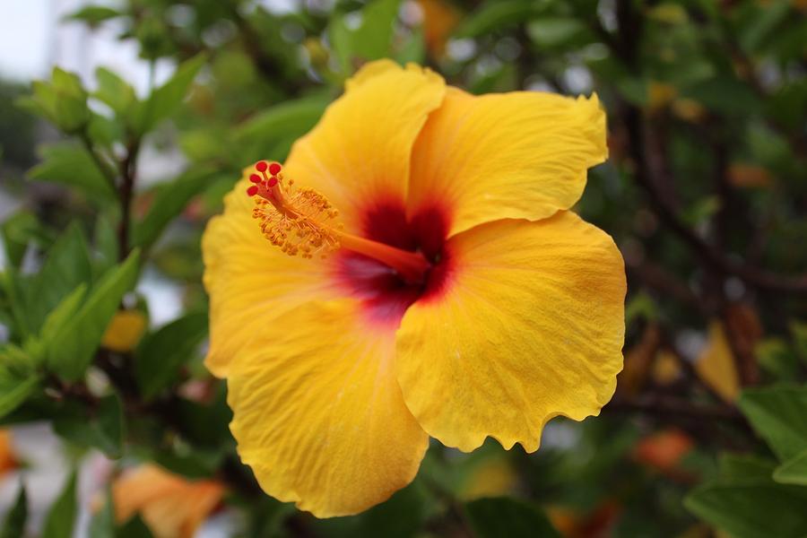 Yellow Hibiscus Photograph by Brian Eberly