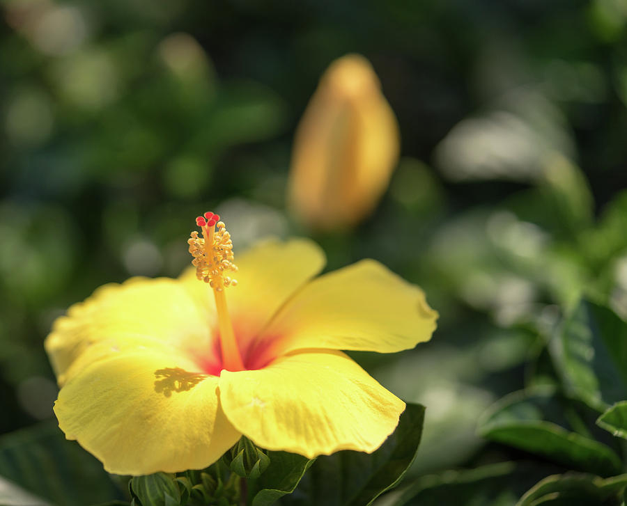 Yellow Hibiscus Photograph by Cathy Donohoue
