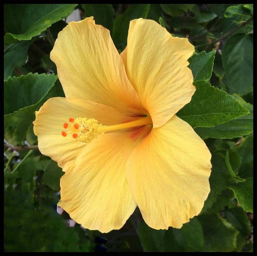 Yellow Hibiscus Photograph by Cheryl Staruck - Fine Art America