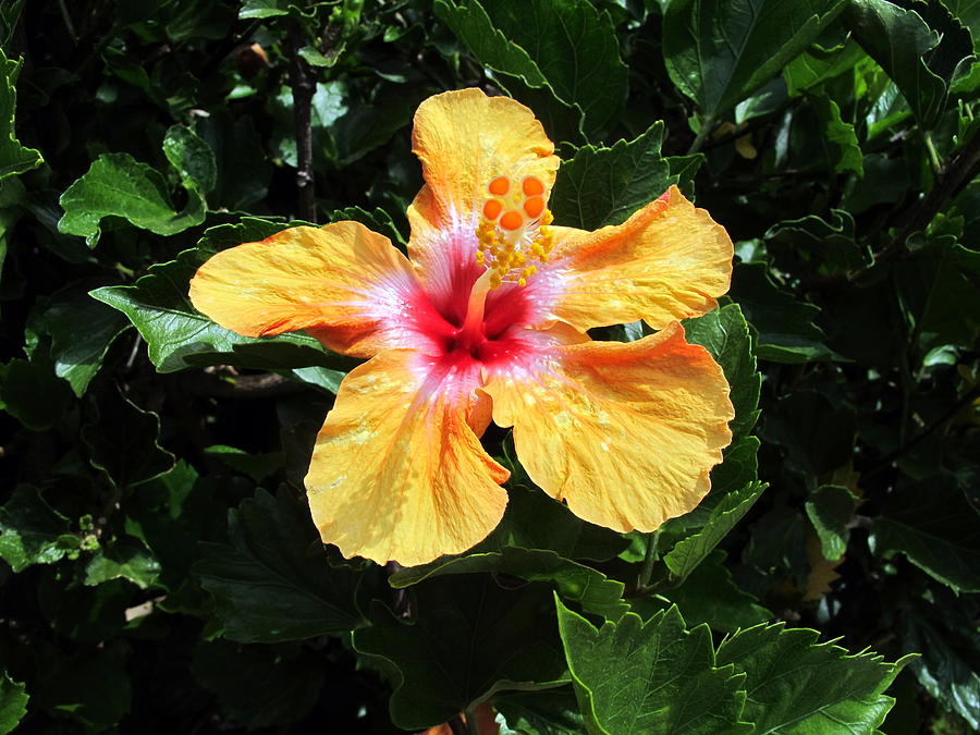 Yellow Hibiscus Photograph by Cindy Kellogg - Fine Art America