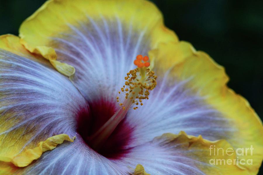 Yellow Hibiscus close-up Photograph by Cindy Manero