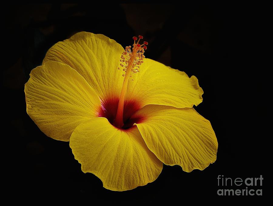 Nature Photograph - Yellow Hibiscus by Corlyce Olivieri