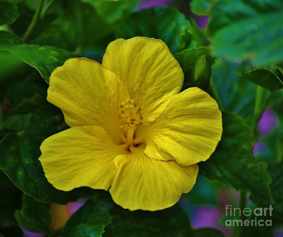 Yellow Hibiscus Photograph by Craig Wood