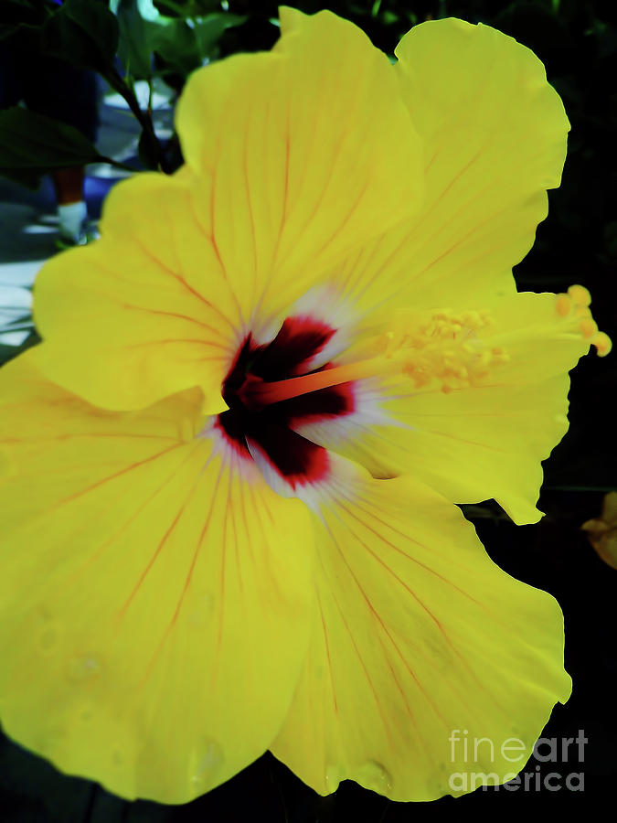 Yellow Hibiscus Photograph by D Hackett