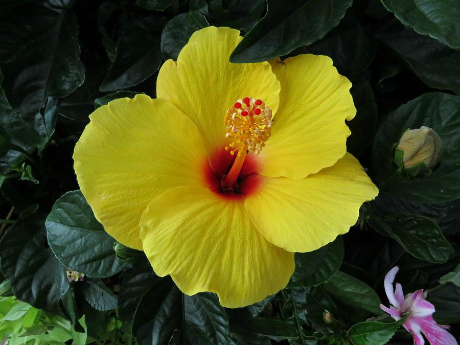 Yellow Hibiscus Photograph by De Ann Troen - Fine Art America