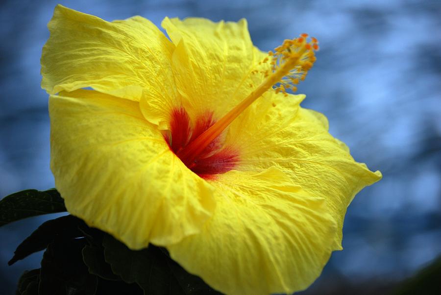 Yellow Hibiscus Photograph by Debbie Karnes